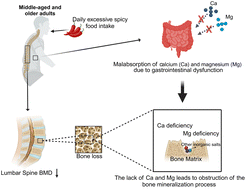 Graphical abstract: Association between daily consumption of spicy food and bone mineral density in middle-aged and older adults: a cross-sectional study