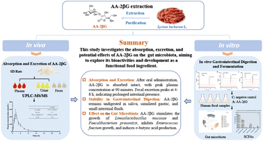 Graphical abstract: In vivo absorption and excretion in rats and in vitro digestion and fermentation by the human intestinal microbiota of 2-O-β-d-glucopyranosyl-l-ascorbic acid from the fruits of Lycium barbarum L