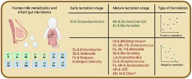 Graphical abstract: Human milk metals and metalloids shape infant microbiota