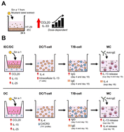 Graphical abstract: Mustard seed major allergen Sin a1 activates intestinal epithelial cells and also dendritic cells that drive type 2 immune responses
