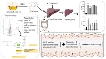 Graphical abstract: Analysis of the liver–gut axis including metabolomics and intestinal flora to determine the protective effects of kiwifruit seed oil on CCl4-induced acute liver injury