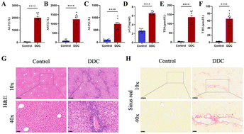Graphical abstract: Arachidonic acid enhances hepatocyte bile acid uptake and alleviates cholestatic liver disease by upregulating OATP1 expression