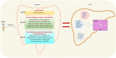 Graphical abstract: The dose-dependent mechanism behind the protective effect of lentinan against acute alcoholic liver injury via proliferating intestinal probiotics