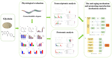 Graphical abstract: Physiological evaluation and transcriptomic and proteomic analyses to reveal the anti-aging and reproduction-promoting mechanisms of glycitein in Caenorhabditis elegans