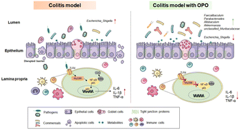 Graphical abstract: Protective effect of 1,3-dioleoyl-2-palmitoylglycerol against DSS-induced colitis via modulating gut microbiota and maintaining intestinal epithelial barrier integrity