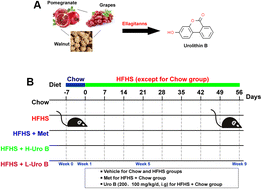 Graphical abstract: Urolithin B protects mice from diet-induced obesity, insulin resistance, and intestinal inflammation by regulating gut microbiota composition