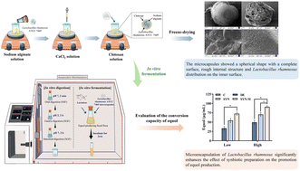 Graphical abstract: Preparation of a Lactobacillus rhamnosus ATCC 7469 microencapsulated-lactulose synbiotic and its effect on equol production