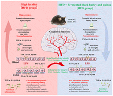 Graphical abstract: The co-fermentation of whole-grain black barley and quinoa improves murine cognitive impairment induced by a high-fat diet via altering gut microbial ecology and suppressing neuroinflammation