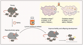 Graphical abstract: Lycium barbarum berry extract improves female fertility against aging-related oxidative stress in the ovary