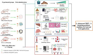 Graphical abstract: Oral delivery of electrohydrodynamically encapsulated Lactiplantibacillus plantarum CRD7 modulates gut health, antioxidant activity, and cytokines-related inflammation and immunity in mice