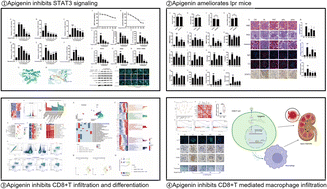 Graphical abstract: Apigenin ameliorates lupus nephritis by inhibiting SAT3 signaling in CD8+ T cells