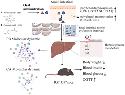 Graphical abstract: Procyanidin B1 and p-coumaric acid from whole highland barley ameliorated HFD-induced impaired glucose tolerance via small intestinal barrier and hepatic glucose metabolism
