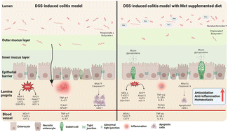 Graphical abstract: Unlocking the potential of methionine: a dietary supplement for preventing colitis