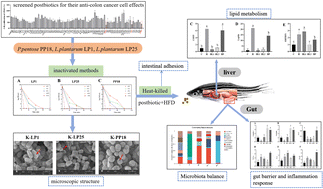 Graphical abstract: Comparison of the effects of three sourdough postbiotics on high-fat diet-induced intestinal damage
