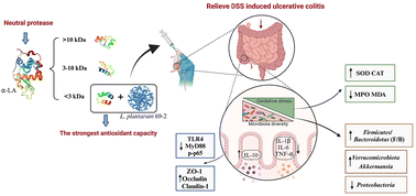 Graphical abstract: Lactobacillus plantarum 69-2 combined with α-lactalbumin hydrolysate alleviates DSS-induced ulcerative colitis through the TLR4/NF-κB inflammatory pathway and the gut microbiota in mice