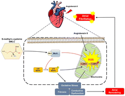 Graphical abstract: S-Methyl-l-cysteine targeting MsrA attenuates Ang II-induced oxidative stress and atrial remodeling via the p38 MAPK signaling pathway