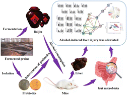 Graphical abstract: Probiotics isolated from the fermented grains of Chinese baijiu alleviate alcohol-induced liver injury by regulating alcohol metabolism and the gut microbiota in mice