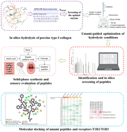Graphical abstract: High-throughput discovery of umami peptides from pork bone and elucidation of their molecular mechanism for umami taste perception