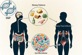 Graphical abstract: Dietary influences on urinary tract infections: unraveling the gut microbiota connection