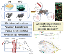 Graphical abstract: Interaction of oat bran and exercise training improved exercise adaptability via alleviating oxidative stress and promoting energy homeostasis