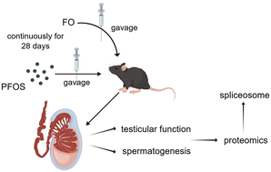 Graphical abstract: Flaxseed oil attenuates PFOS-induced testicular damage by regulating RNA alternative splicing