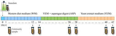 Graphical abstract: Human gut microbiota-fermented asparagus powder protects human epithelial cells from injury and inflammation