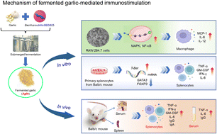 Graphical abstract: Immunostimulatory effects of Bacillus subtilis-fermented garlic (Aglio): an in-depth in vitro and in vivo analysis