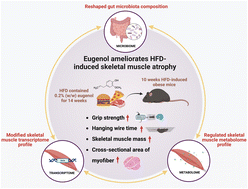 Graphical abstract: Dietary eugenol ameliorates long-term high-fat diet-induced skeletal muscle atrophy: mechanistic insights from integrated multi-omics