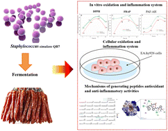Graphical abstract: Antioxidant and anti-inflammatory peptides in dry-fermented sausages fermented with Staphylococcus simulans QB7