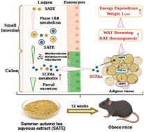 Graphical abstract: Summer–autumn tea promotes adipocyte browning and thermogenesis in association with gut microbiota regulation in high-fat diet-fed mice