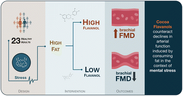 Graphical abstract: Cocoa flavanols rescue stress-induced declines in endothelial function after a high-fat meal, but do not affect cerebral oxygenation during stress in young, healthy adults