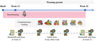 Graphical abstract: Impact of complementary feeding on infant gut microbiome, metabolites and early development
