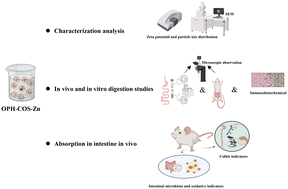 Graphical abstract: Glycosylation of oyster peptides by COS ameliorates zinc deficiency-induced syndromes: intestinal inflammation and imbalance of the gut microbiota in vivo