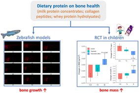 Graphical abstract: Effects of protein-rich multi-nutrient intervention on bone mineralization and development: insights from a randomized controlled trial in prepubertal children and a zebrafish experiment