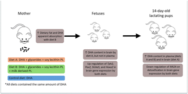 Graphical abstract: Effects of new lipid ingredients during pregnancy and lactation on rat offspring brain gene expression