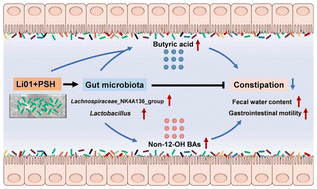 Graphical abstract: Synergistic effects of Ligilactobacillus salivarius Li01 and psyllium husk prevent mice from developing loperamide-induced constipation