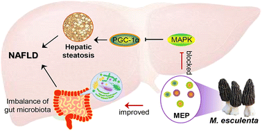 Graphical abstract: Preparation of Morchella esculenta protein and its preventive effect on nonalcoholic fatty liver disease in mice