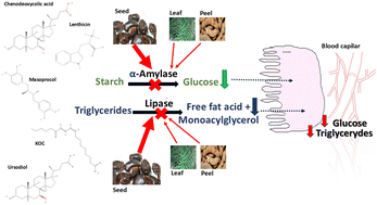 Graphical abstract: Tamarindus indica sub-products as potential tools for simultaneous management of diabetes and obesity