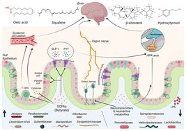 Graphical abstract: Unveiling the neuroprotective impact of virgin olive oil ingestion via the microbiota–gut–brain axis