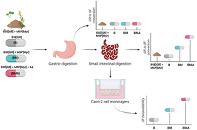 Graphical abstract: Optimization of sulforaphane bioavailability from a glucoraphanin-rich broccoli seed extract in a model of dynamic gastric digestion and absorption by Caco-2 cell monolayers