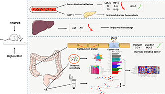 Graphical abstract: Effects of hawthorn pectin and its oligomers on gut microbiota and metabolites in high-fat diet mice