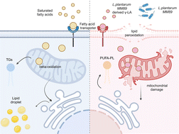 Graphical abstract: γ-Linolenic acid derived from Lactobacillus plantarum MM89 induces ferroptosis in colorectal cancer