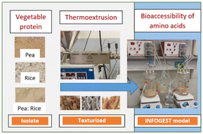 Graphical abstract: Effect of protein texturization on amino acids and protein in vitro bioaccessibility of pea and rice protein