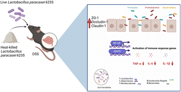 Graphical abstract: Heat-killed Lacticaseibacillus paracasei 6235 is more effective than live on DSS-induced colitis via modulation of intestinal microbiota and MAPK/NF-κB signaling pathways