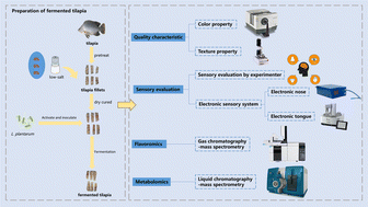 Graphical abstract: Mechanism of salt effect on flavor formation in Lactiplantibacillus plantarum fermented tilapia: integrated multiple intelligent sensory and flavor omics analyses