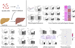 Graphical abstract: Lactobacillus acidophilus KLDS1.0901 ameliorates non-alcoholic fatty liver disease by modulating the tryptophan metabolite indole-3-aldehyde and acting on its receptor AhR