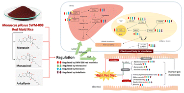 Graphical abstract: Monascus pilosus SWM-008 red mold rice and its components, monascinol and monascin, reduce obesity in a high-fat diet-induced rat model through synergistic modulation of gut microbiota and anti-lipogenesis