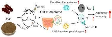 Graphical abstract: Sea cucumber polysaccharides overcome immunotherapy resistance in tumor-bearing mice via modulation of the gut microbiome