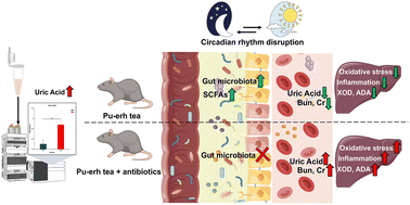 Graphical abstract: Investigating the modulatory effects of Pu-erh tea on the gut microbiota in ameliorating hyperuricemia induced by circadian rhythm disruption
