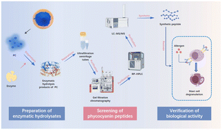 Graphical abstract: Identification and efficacy of anti-allergic peptides from phycocyanin hydrolysate
